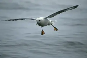 Fulmars Prints: Fulmar - Coming in to land on sea At Sea, Scotland, UK BI004878