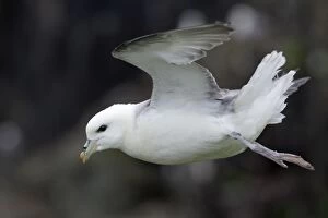 Images Dated 5th June 2013: Fulmar - in flight