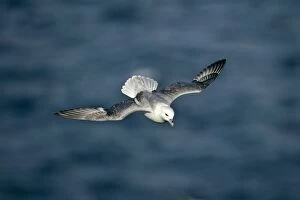 Images Dated 28th May 2007: Fulmar - in flight