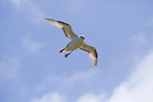 Images Dated 24th June 2012: Fulmar - Flight - Cornwall - UK