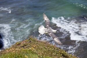 Images Dated 24th June 2012: Fulmar - Flight - Cornwall - UK