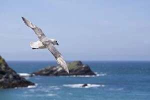 Images Dated 24th June 2012: Fulmar - Flight - Cornwall - UK