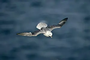Fulmars Prints: Fulmar in flight Eshaness, Northmavine, North Mainland, Shetland Isles, Scotland, UK