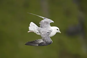 Shetland Island Prints: Fulmar - In flight Hermaness Nature Reserve, Unst, Shetland, UK BI010556