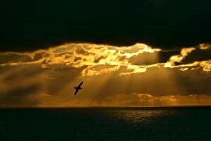 Fulmar - in flight in front of spectacular lighting with sun beams breaking through heavy clouds