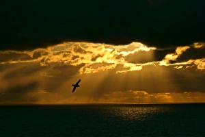 Fulmar - in flight in front of spectacular lighting with sun beams breaking through heavy clouds Fulmar - in flight in front of spectacular lighting with sun beams breaking through heavy clouds