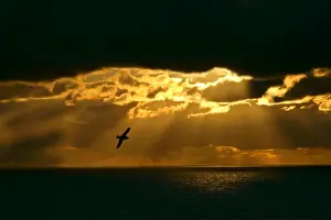 Fulmar in flight in front of spectacular lighting with sun beams breaking through heavy clouds Eshaness, Northmavine, North Mainland, Shetland Isles, UK