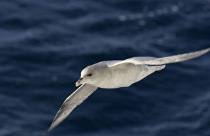 Images Dated 22nd July 2003: Fulmar In flight Spitzbergen
