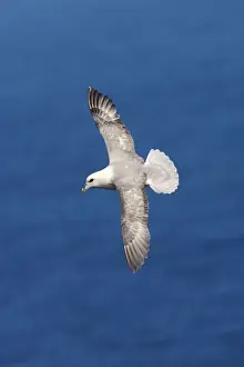 Fulmar - In flight Sumburgh Head, Shetland, UK BI010613