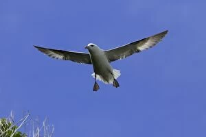 Images Dated 21st May 2006: Fulmar-hovering in flight against blue sky, Northumberland UK