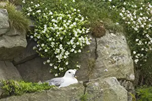Shetland Island Prints: Fulmar - On nest amongst sea campion Sumburgh Head, Shetland, UK BI010624
