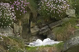 Shetland Island Prints: Fulmar - On nest amongst thrift Sumburgh Head, Shetland, UK BI010628