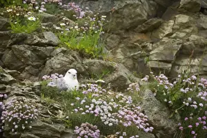 Shetland Island Prints: Fulmar - On nest amongst thrift Sumburgh Head, Shetland, UK BI010630