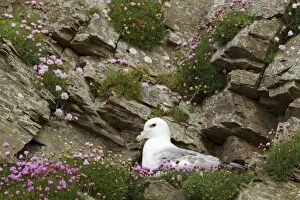 Armeria Gallery: Fulmar - nesting on cliff face amongst thrift (Armeria)