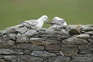 Abandoned Gallery: Fulmar - pair on abandoned croft building