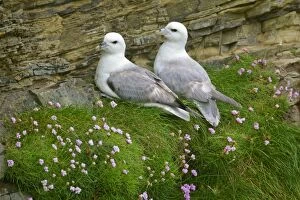 Fulmar - pair of adults sitting on cliff ledge - sea thrift flowers