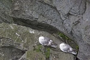 Fulmar - Pair asleep on cliff ledge