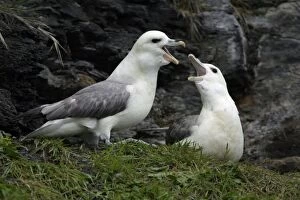 Fulmar - pair courtship displaying on coastal cliff