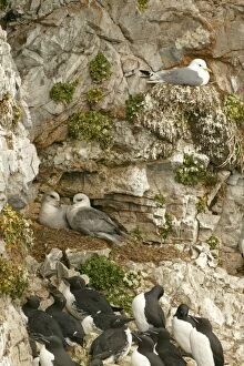 Fulmar Collection: Fulmar - pair nesting with Kittiwake on nest and bridled Guillemots in foreground - June - Bear