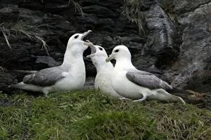 Fulmar - pair and rival courtship displaying on coastal cliff