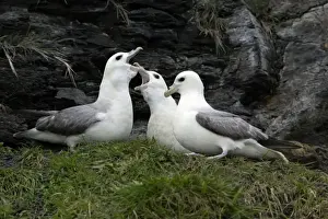 Fulmars Prints: Fulmar-pair and rival courtship displaying on coastal cliff, Northumberland UK