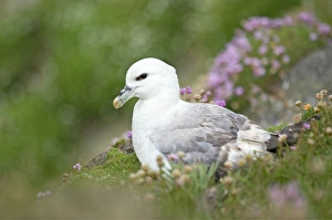 Fulmar Collection: Fulmar - resting on cliffs edge amongst Sea Thrift - Sumburgh Head - Shetland Islands - Scotland