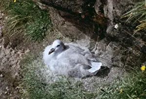 Moulting Prints: Fulmar RV 608 Young on cliff edge