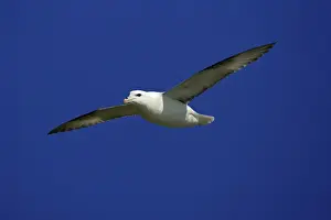 Gliding Prints: Fulmar-soaring in flight against blue sky, Northumberland UK