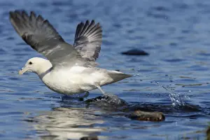 Shetland Island Prints: Fulmar - Taking off from water Fetlar RSPB Reserve, Shetland, UK BI010591
