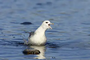 Shetland Island Prints: Fulmar - Walking out of loch Fetlar RSPB Reserve, Shetland, UK BI010590