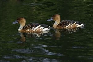 Images Dated 1st June 2006: Fulvous Whisling Duck-pair swimming on lake, Washington WWT, Tyne and Wear UK