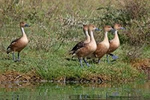 Bicolor Gallery: Fulvous Whistling Duck