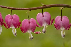 Fumariaceae Bleeding-heart (Dicentra formosa); from North America