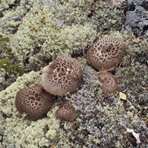 Images Dated 9th February 2011: Fungi AL 1213 Sarcodon imbricatus © Ake Lindau / ardea.com