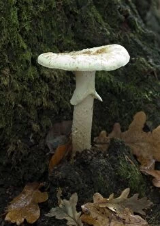 Images Dated 16th November 2004: Fungi Amanita eliae October Knapp Wood Nature Reserve E. Sussex, UK
