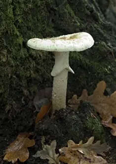 Fungi Amanita eliae October Knapp Wood Nature Reserve E. Sussex, UK