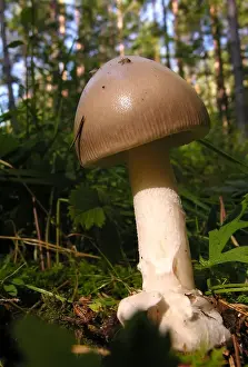 Latvia Prints: Fungi - Amanita vaginata Ligatne Forest - Latvia