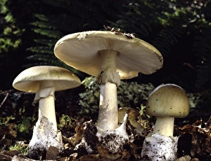 Images Dated 5th May 2006: Fungi - Amanite sp