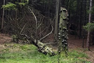 Images Dated 26th September 2011: Fungi attacking a dead tree after the main bole