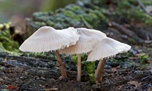 Images Dated 17th November 2009: Fungi - Bonnet Mycena - Nap Wood Nature Reserve, East Sussex. November