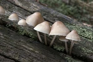 Images Dated 16th November 2004: Fungi Bonnet Mycena October Knapp Wood Nature Reserve E. Sussex, UK