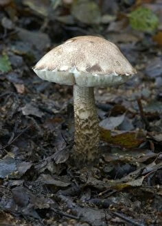 Images Dated 16th November 2004: Fungi Brown Birch Bolete October Knapp Wood Nature Reserve E. Sussex, UK