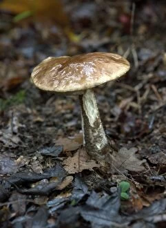 Images Dated 16th November 2004: Fungi Brown Birch Bolete October Knapp Wood Nature Reserve E. Sussex, UK