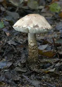 Fungi Brown Birch Bolete October Knapp Wood Nature Reserve E. Sussex, UK