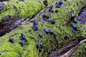 Fungi - Bulgaria inquinans on oak trunk