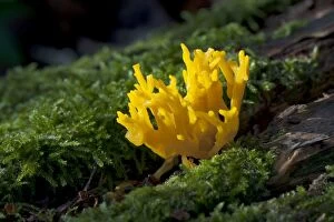 Images Dated 17th November 2009: Fungi - Calocera cornea on beech trunk - Nap Wood Nature Reserve, Eat Sussex. November
