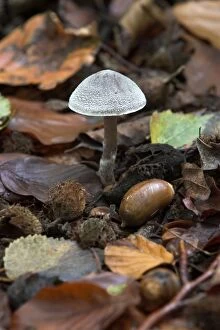 Images Dated 16th November 2004: Fungi Entoloma strigosissimum October Knapp Wood Nature Reserve E. Sussex, UK