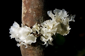 Images Dated 31st August 2007: Fungi on a fallen tree branch (unidentified), typical on rainforest floor in primary rainforest of