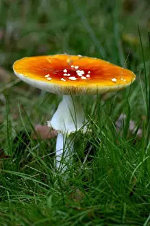 Drugs Prints: Fungi - Fly Agaric - Habitat with birch trees