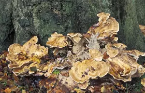 Foersts Prints: Fungi at foot of tree - Meripilus giganteus - The Netherlands, Gelderland, Veluwe